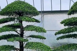 罗汉松冬天移栽的注意事项（寒冬也能移栽，但需要特别注意）
