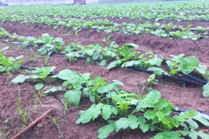 萝卜种植大全——从时间到方法（最全面的萝卜种植指南，让你轻松掌握种植要点）