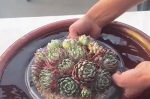 多肉养护指南（多肉植物的营养需求和水分管理）
