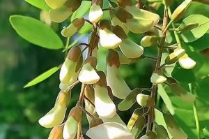 槐树开花时间详解（春季花海，槐树绽放）