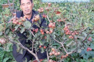 以山里红怎么种植？（种植山里红的关键技巧）