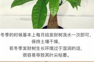 发财树如何过冬天（冬季养护技巧，让发财树活力更强）