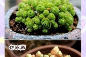 如何科学浇水养护新栽多肉（合理浇水助新栽多肉健康生长）