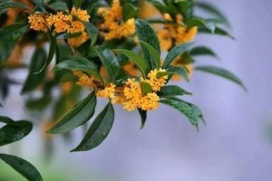 以桂花天冷了怎么还香（秋风中的芬芳魔力）