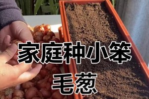 室内洋葱种植方法（掌握关键技巧，打造健康的室内洋葱园）