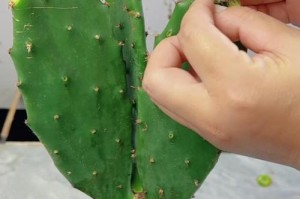 室内仙人球的养殖方法与注意事项（打造独特室内风景，从仙人球开始）