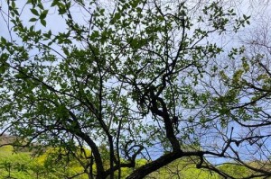 从杜鹃花到杜鹃树的奇幻转变（探秘杜鹃怎样能够生长成为高大的树木）