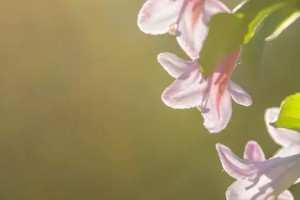 以小树微芳也有诗——探索小事物中的美丽（发现日常中微小事物中的诗意之美）