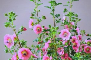 小木槿叶子干枯的原因及解决方法