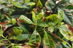 栀子花叶子发黄的处理方法（让栀子花焕发青春的秘诀）