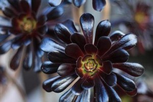 黑法师茎上的发芽（应对黑法师茎上发芽的方法及注意事项）
