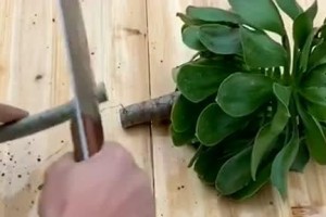 如何处理植物根部歪曲问题（教你解决肉肉植物根歪了的方法和技巧）