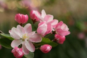 海棠花的花期是多久时间？（探秘海棠花的生长周期及开花时间）