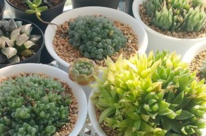 盆栽花枝为何会发白？（揭秘花枝发白的原因和处理方法）