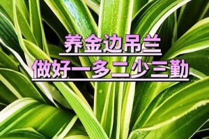 如何正确养护刚移植的吊兰（吊兰移植后的关键养护技巧）