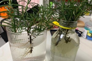 如何水养迷迭香？（迷迭香的生长特点及适宜水养的环境要求）