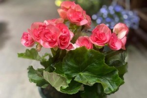 家里不能养玫瑰的原因（从花盆大小到饲养环境，多个因素影响养玫瑰的效果）