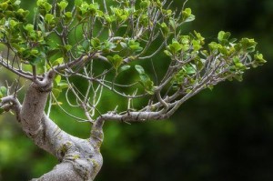 以清香木怎么插枝为主题的养护技巧（清香木插枝的步骤与注意事项）