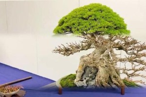 盆栽冬季烂根的防治方法（保护盆栽植物免受冬季烂根的侵害）