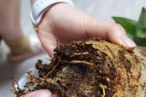 大发财树树根烂了的解决方法（如何处理大发财树树根烂了的情况）