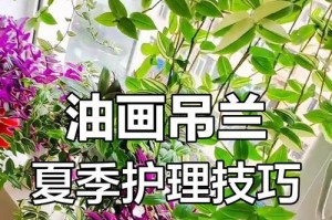 夏季吊兰的养护技巧（打造绿色清凉的夏日吊兰）