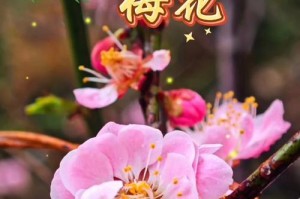 梅花开花时间——探究梅花什么时候长花苞