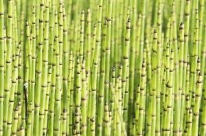 毛竹——草本植物中的巨人（探究毛竹的生长特点和应用价值）