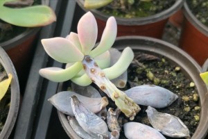 多肉植物缺水后的补救方法（如何有效地为多肉植物补水与救治）