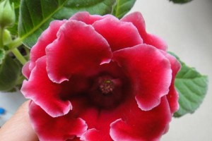 探究大岩桐花期长短（桐花盛开，美丽浪漫）