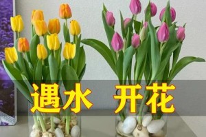 百合种球的水培养殖方法（轻松掌握百合种球水培技巧，打造梦幻园林）