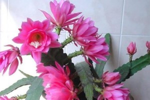 令箭荷花的修养殖技巧（打造盛开如画的令箭荷花园）