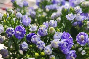 水浇多了怎么办？——风铃花护理指南（避免水浇多，保护风铃花健康成长）