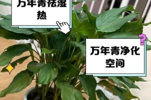 万年青叶子干的特点与用途（探索万年青叶子干的奥秘，发现其多种用途和好处）