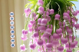 冬季花卉养护指南（保护花养容易过冬，享受美丽花海）