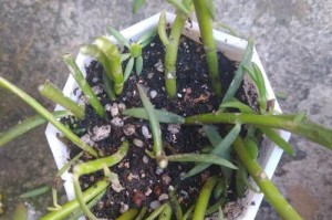 暴晒后的向日葵急救措施（如何拯救受损向日葵及防止进一步伤害）