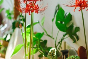 如何养活摘下来的彼岸花？（彼岸花养护指南，让鲜花美丽持久）
