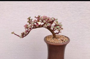 如何成功养殖雅乐盆栽花？（专家指导，从栽培到绽放的全过程）