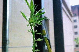 以吊兰匍匐茎水培的技巧与方法（打造繁茂的吊兰水培花园）