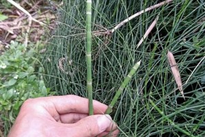 节节草生长的地理分布与生态适应性（探究节节草喜爱的环境与特性，了解其适应性）