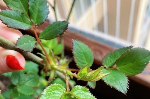 绿植盆土的小虫子是怎么回事？（学会有效处理绿植盆土中的小虫子，让植物健康茁壮）