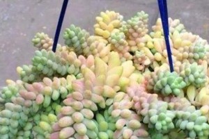 以玉缀怎么养叶子就很肥（打造肥嫩叶子的养殖技巧）
