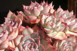 探秘多肉植物猎户座的养护技巧（打造美丽多肉花园，从猎户座开始）