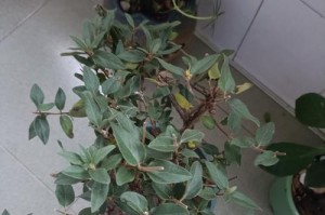 金银花种植（选择适合自己的盆，让金银花更加健康茂盛）