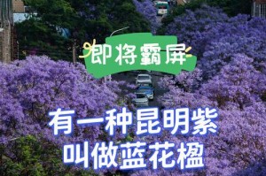 等待爱情——以何种花为主题的花语？（探寻这种花的象征意义和文化背景）