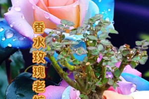 玫瑰花树苗种植方法（从选购到管理，打造美丽玫瑰花园的关键步骤）