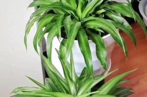 吊兰叶子小的原因及处理方法（以吊兰抽穗的叶子小是正常现象吗？如何处理？）