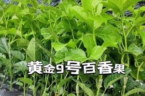 百香果移盆后的适宜浇水方法（浇水频率、浇水量和浇水技巧的选择）