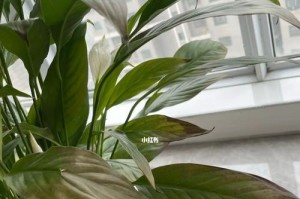 以一帆风顺要死了怎么养活（摆脱顺境下的困惑和挑战，实现持久的生计稳定）