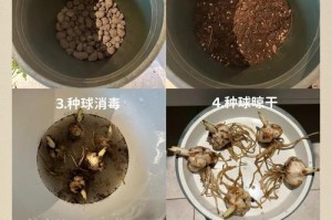 百合种球不开花的原因及解决方法（探究百合种球不开花的原因，提供种植技巧帮助解决问题）