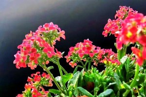 长寿花多肉的养殖方法与注意事项（打造多肉王国长寿花多肉养殖全攻略）